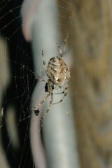 Spinne im Netz