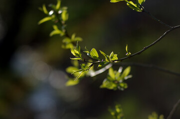 Zielone liście wierzba Hakuro wiosna bokeh rozmyte tło