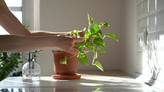 Woman spraying Epipremnum aureum houseplant in terracotta pot, using sprayer, moisturizes air surround leaves during hot summer season in the kitchen. Sunlight. Greenery at home. Plant care, hobby. 