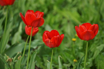 red tulips