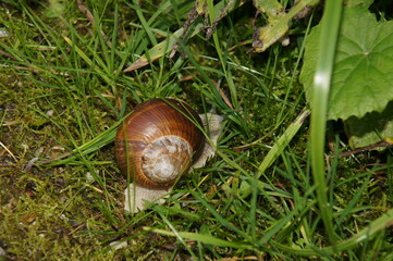 Die Schnecke