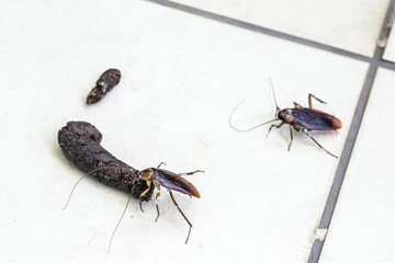 cockroach on pet feces, insect contaminating home and pets, disease risk, pest or infestation