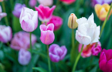 Fototapeta Kolorowe tulipany, wiosenne kwiaty w rozkwicie. obraz