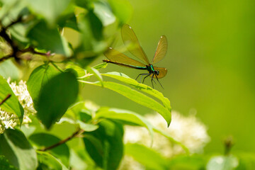 Libelle