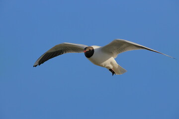black headed gull in flight against blue sky