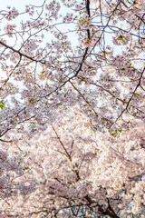 cherry blossom