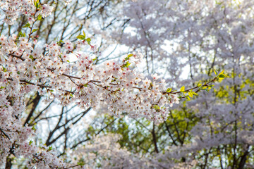 cherry blossom