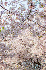 Fototapeta premium cherry blossom