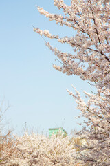 cherry blossom