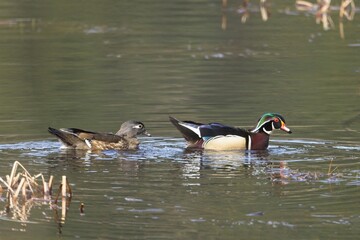 Male and female wood duck.