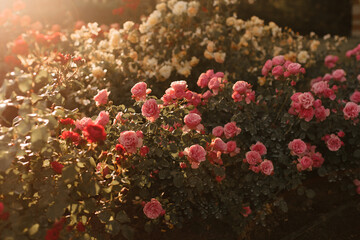 Pink spray roses in the setting sun