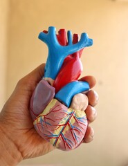 Holding a anatomical model of human heart.