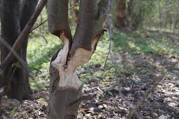 Tree destroyed by a beaver