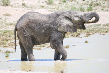 African elephant drinking water in Etosha National Park, Namibia