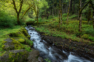 Creek flowing through magical lush green spring forest in Oregon's Columbia River Gorge