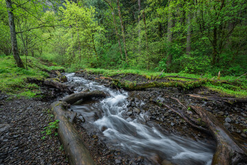 Naklejka na ściany i meble Lush spring forest and flowing water landscape scenery in the Columbia River Gorge, Oregon