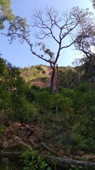 Tree with some dry branches with blue sky in the background