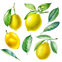 Lemon. Botanical watercolor isolated illustration.