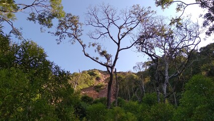 Tree with some dry branches with blue sky in the background