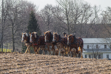 Amish Farmer Plowing a Field with His Horses in the Spring | Holmes County, Ohio