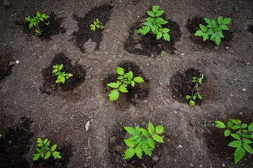 garden tomato