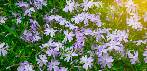 beautiful spring flowers in the meadow