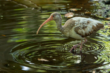 Juvenile American White Ibis