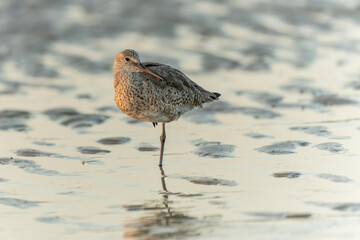 Eastern willet at sunrise