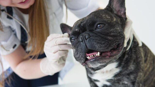 Vet doctor checking and cleaning dog's ears. Animal healthcare hospital with professional pet help