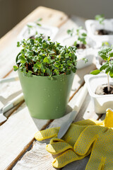 Young tomatoes, parsley, chives, arugula micro greens. Home small garden and agriculture concept. Herbs and vegetables at home in the pots on a wooden table.