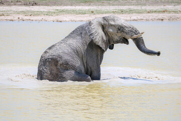 African elephant enjoying the water in a waterhole in Etosha National Park, Namibia