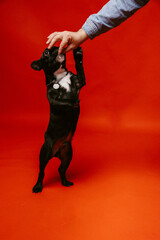 a man trains a French dog on a red background