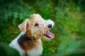 cute, thoroughbred fox terrier dog, sitting in the park on a green background of trees