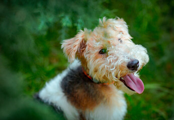 cute, thoroughbred fox terrier dog, sitting in the park on a green background of trees