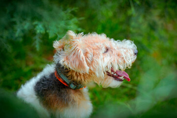 cute, thoroughbred fox terrier dog, sitting in the park on a green background of trees