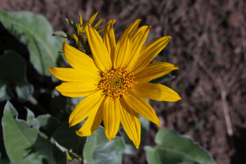 Close up high angle view of a yellow Arrowleaf balsamroot spring sunflower in sunlight in the Okanagan Valley