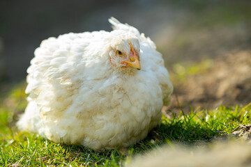 Hen feed on traditional rural barnyard. Close up of white chicken sitting on barn yard with green grass. Free range poultry farming concept.