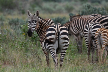 Zebra in Afrika