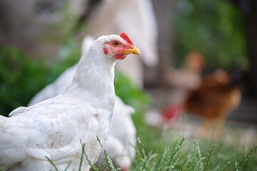 Hen feeding on traditional rural barnyard. Domestic chicken standing on yard lawn with green grass. Free range poultry farming concept