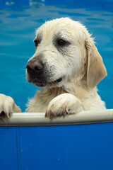 portrait of golden retriever dog training in the swimming pool. Pet rehabilitation. Recovery...