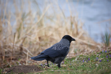 Eine Aaskrähe am Rand eines See bei der Futtersuche.