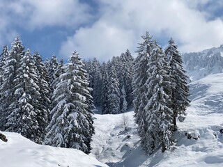 Naklejka premium Picturesque canopies of alpine trees in a typical winter atmosphere after the spring snowfall over the Obertoggenburg alpine valley and in the Swiss Alps - Nesslau, Switzerland (Schweiz)