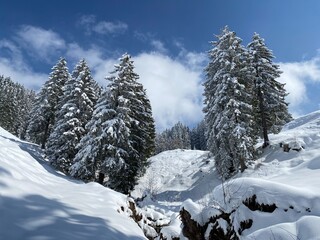 Picturesque canopies of alpine trees in a typical winter atmosphere after the spring snowfall over the Obertoggenburg alpine valley and in the Swiss Alps - Nesslau, Switzerland (Schweiz)
