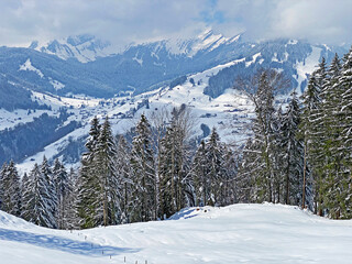 Picturesque canopies of alpine trees in a typical winter atmosphere after the spring snowfall over the Obertoggenburg alpine valley and in the Swiss Alps - Nesslau, Switzerland (Schweiz)