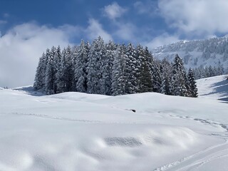 Picturesque canopies of alpine trees in a typical winter atmosphere after the spring snowfall over the Obertoggenburg alpine valley and in the Swiss Alps - Nesslau, Switzerland (Schweiz)