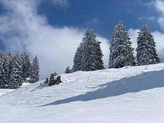 Picturesque canopies of alpine trees in a typical winter atmosphere after the spring snowfall over the Obertoggenburg alpine valley and in the Swiss Alps - Nesslau, Switzerland (Schweiz)