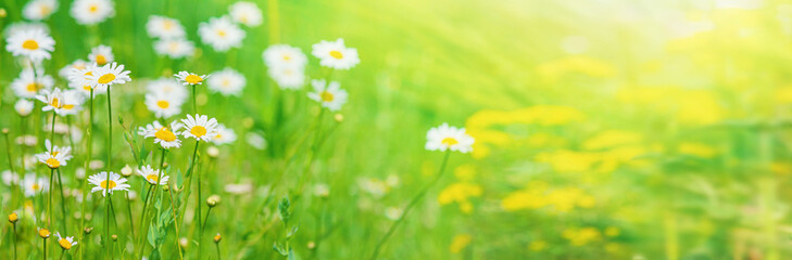 Summer landscape with blooming chamomile flowers in the meadow on a sunny day. Horizontal banner with copy space for text - obrazy, fototapety, plakaty
