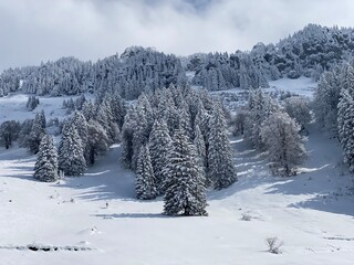 Picturesque canopies of alpine trees in a typical winter atmosphere after the spring snowfall over the Obertoggenburg alpine valley and in the Swiss Alps - Nesslau, Switzerland (Schweiz)