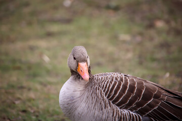 Eine Graugans auf einer Grünfläche neben einem See.