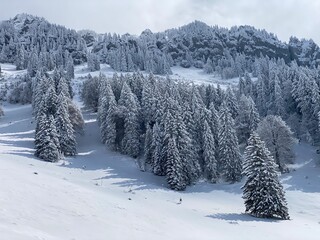 Picturesque canopies of alpine trees in a typical winter atmosphere after the spring snowfall over the Obertoggenburg alpine valley and in the Swiss Alps - Nesslau, Switzerland (Schweiz)